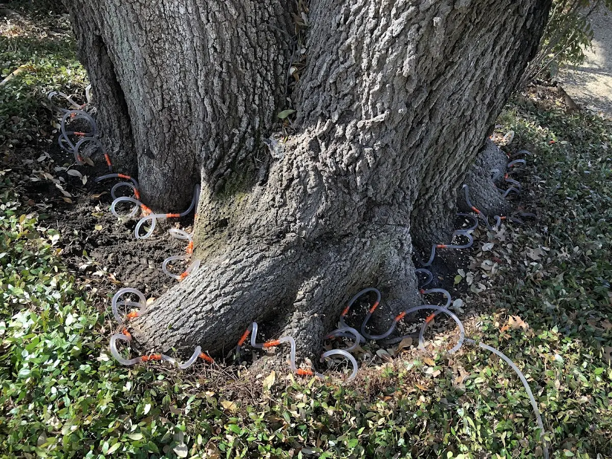 Detailed Tree Cabling and Bracing job site in Portageville